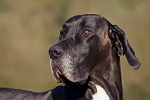 100917: Great Dane - portrait - Germany