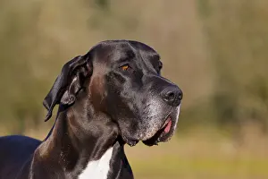 100917: Great Dane - portrait - Germany