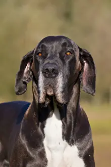 100917: Great Dane - portrait - Germany