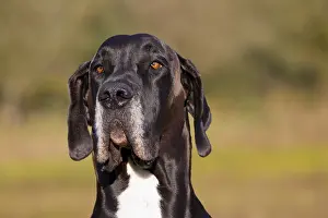 100917: Great Dane - portrait - Germany