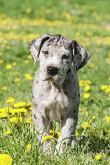 Stan: Great Dane, puppy, spotted