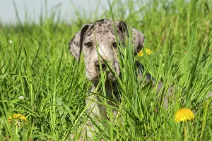 Dane: Great Dane, puppy, spotted