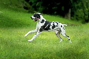 Harlequins: Great Dane - running