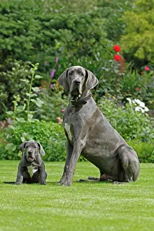 Danes: Great Dane sitting in the garden, two males, 8 weeks