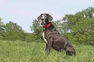Dogge: Great Dane sitting on a meadow Deutsche Dogge