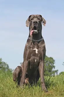 Dogge: Great Dane sitting on a meadow Deutsche Dogge