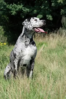 Deutsche: Great Dane, spotted, sitting on a meadow Deutsche