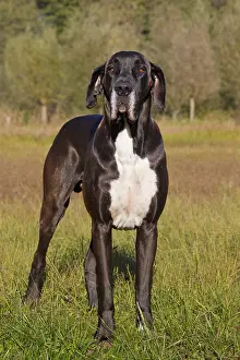 100917: Great Dane - standing male - Germany