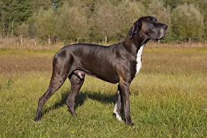 100917: Great Dane - standing male - Germany