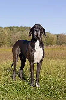 100917: Great Dane - standing male - Germany