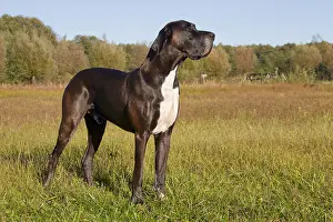 100917: Great Dane - standing male - Germany