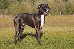 100917: Great Dane - standing male - Germany