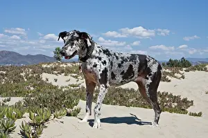 Brindle: A Great Dane standing in sand at the Ventura