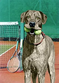 Balls: Great Dane with tennis balls, England, Great Britain