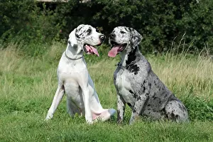 Danes: Two Great Danes sitting next to each other on a
