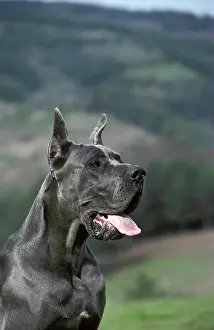 Standard: Great Dare or German Mastiff, Old Standard Breed