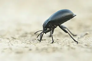 Southeastern: Great Darkling Beetle