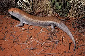 Skinks: Great desert-skink