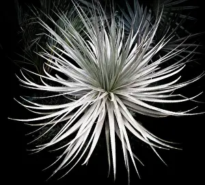 Spoon: Great desert spoon, Dasyliron achrotrichum, Dramatic