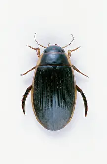 Dytiscus: Great Diving Beetle