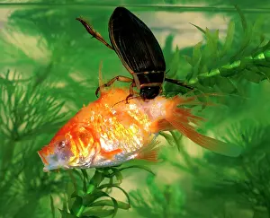 Dytiscus: Great diving beetle adult eating large goldfish