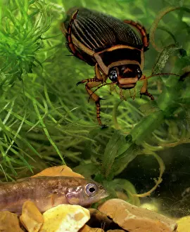 Dytiscus: Great diving beetle female about to catch stickleback