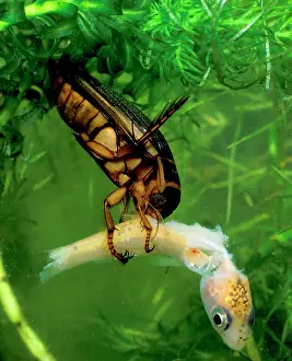 Dytiscus: Great diving beetle female eating golden orfe