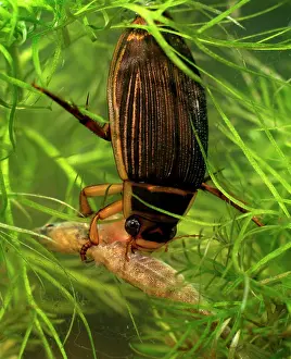 Dytiscus: Great diving beetle female eating stickleback