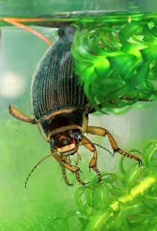 Dytiscus: Great diving beetle female amongst water plants