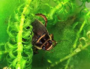 Dytiscus: Great diving beetle female amongst water plants top view