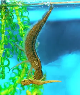 Dytiscus: Great diving beetle larva feeding on juvenile common newt