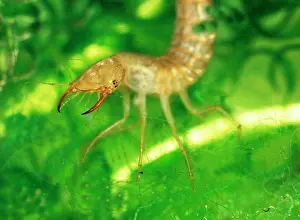 Dytiscus: Great Diving Beetle larva amongst water plants side view