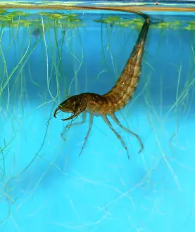 Dytiscus: Great diving beetle larva amongst water weeds in