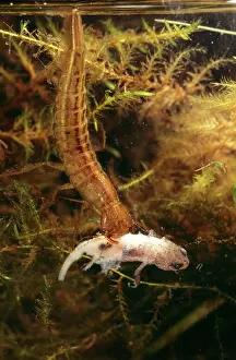 Dytiscus: Great Diving Beetle - Larvae eating newt