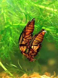 Dytiscus: Great diving beetle mated pair swimming underwaterdiving