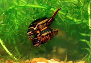 Dytiscus: Great diving beetle - mated pair swimming underwatermating