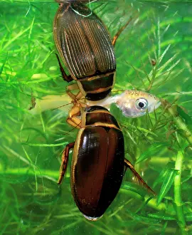 Dytiscus: Great diving beetle pair eating small golden orfe