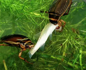 Dytiscus: Great diving beetle pair eating small golden orfe