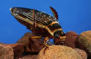 Dytiscus: Great Diving Beetle - underwater