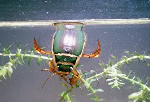 Emma Coghlan: Great Diving / Water BEETLE - male breathing at surface