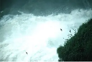 Swift: Great Dusky Swifts - three over water, these Swifts