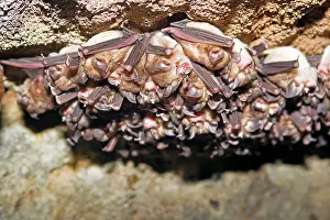 Rhinolophus: Great Eastern Horseshoe Bat / Woolly Horseshoe Bat - colony