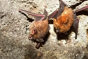 Rhinolophus: Great Eastern Horseshoe Bat / Woolly Horseshoe Bat - colony