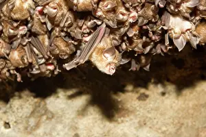 Rhinolophus: Great Eastern Horseshoe Bat / Woolly Horseshoe Bat - colony