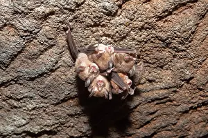 Rhinolophus: Great Eastern Horseshoe Bat / Woolly Horseshoe Bat - colony