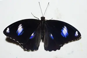 150419: Great Eggfly Butterfly - Klungkung, Bali, Indonesia