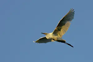 Souther: Great Egret