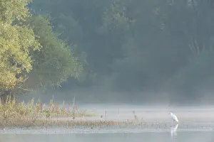 Alluvial: Great Egret