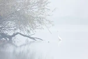 Grote: Great Egret