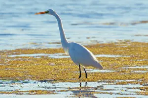 Jervis: Great Egret